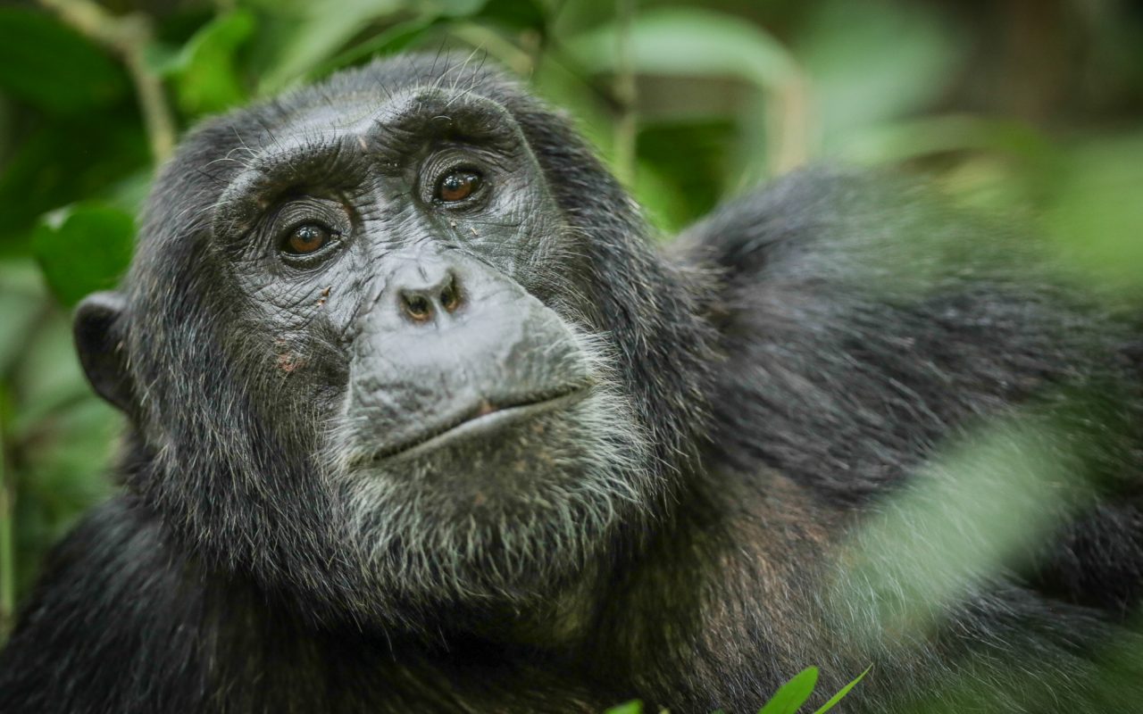  Rwanda & Uganda: Gorillas, Golden Monkeys, Chimps, & More