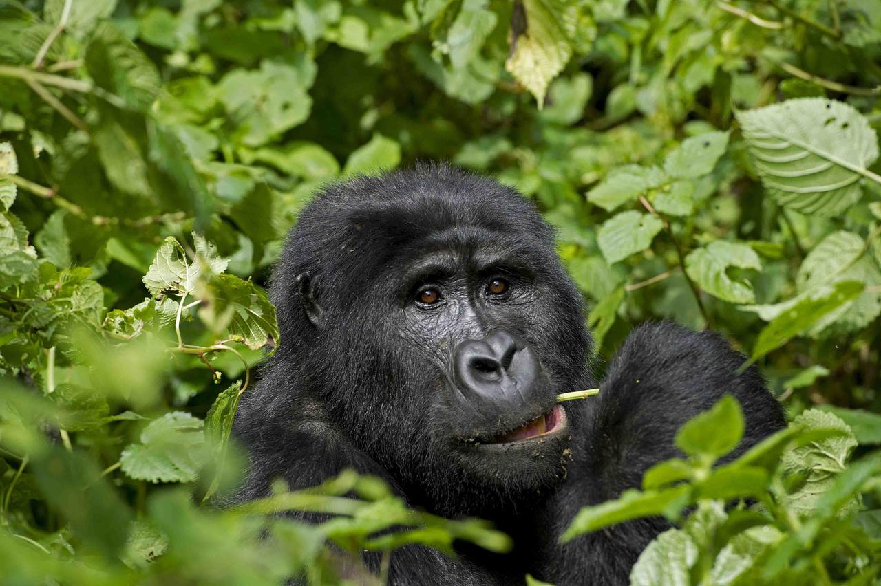 Kenya & Uganda: The Great Migration & The Great Apes