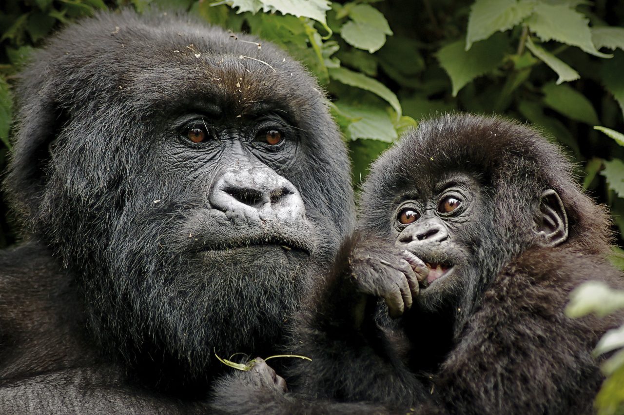 Rwanda & Uganda