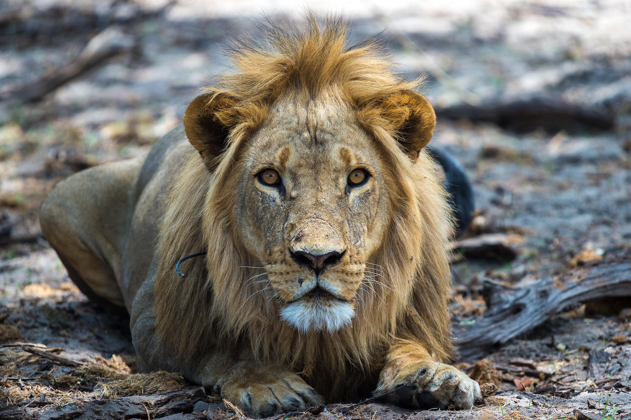 South Africa