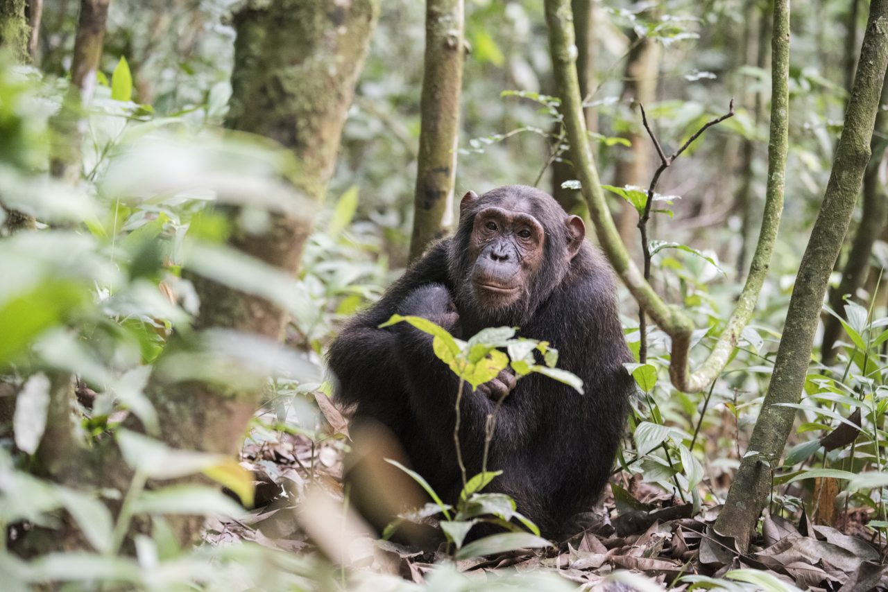 Uganda