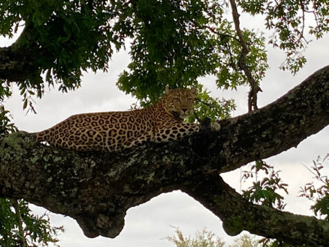 leopard-tree_south-africa - Thomson Collection