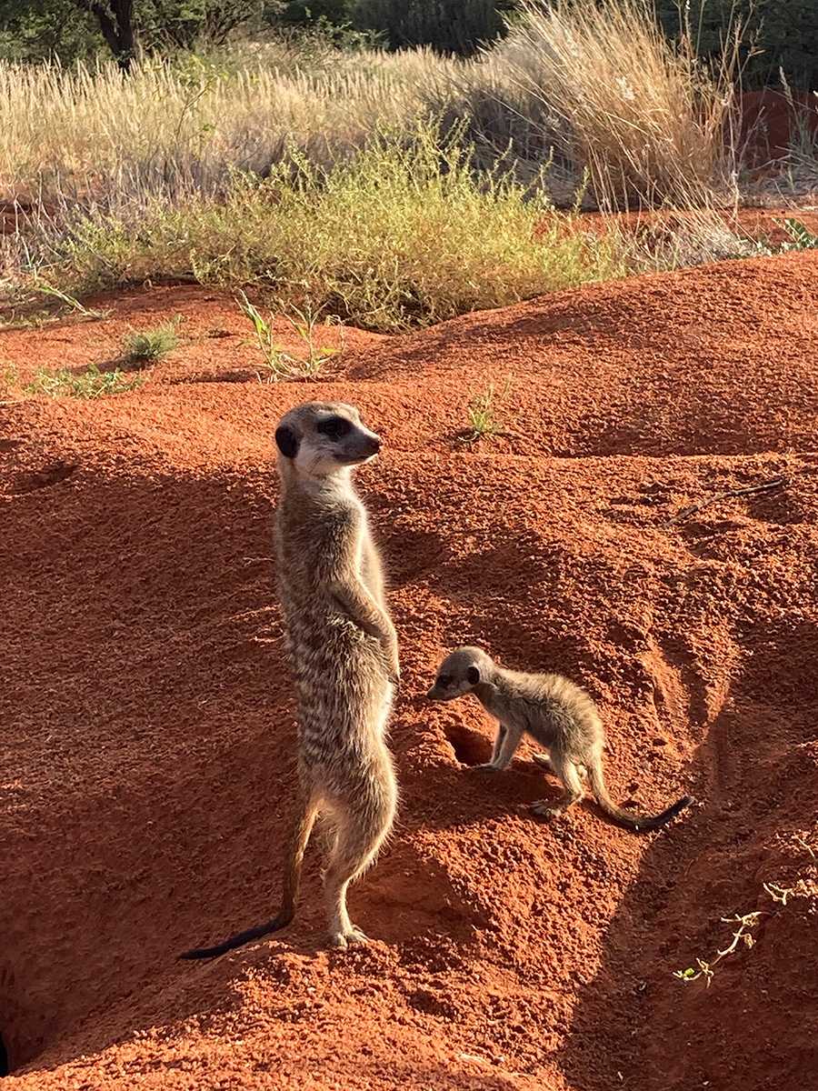 meerkats in kalahari